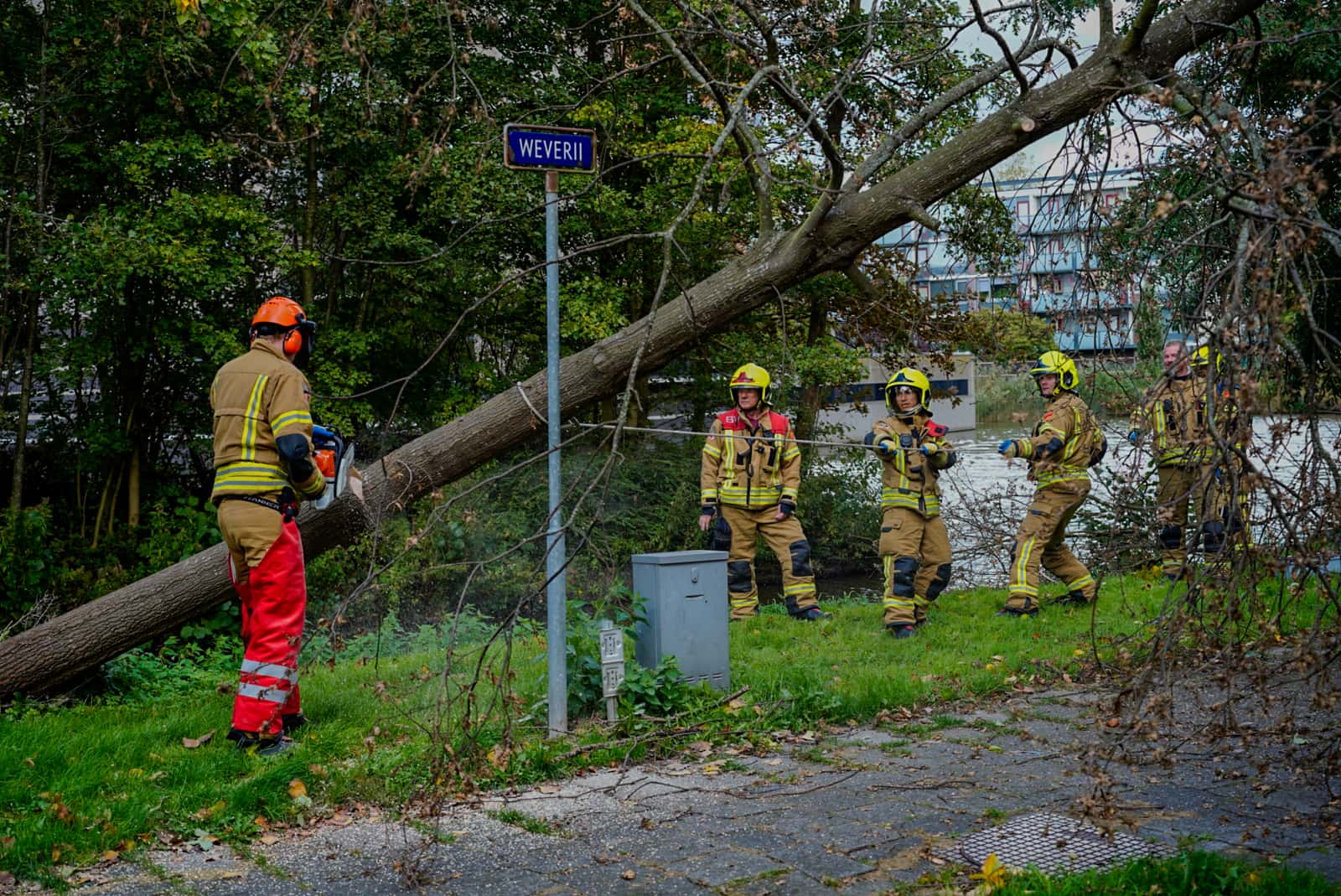 Grote boom omgevallen op voetgangerspad aan de Weverij in Maassluis