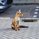 Tamme vos loopt rustig rond op bedrijventerrein