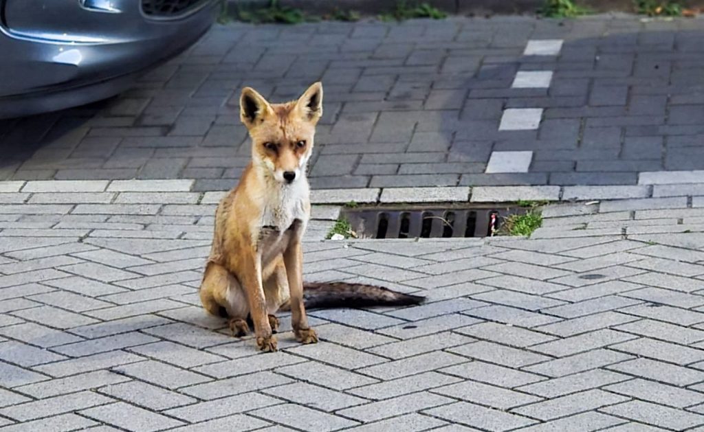 Tamme vos loopt rustig rond op bedrijventerrein